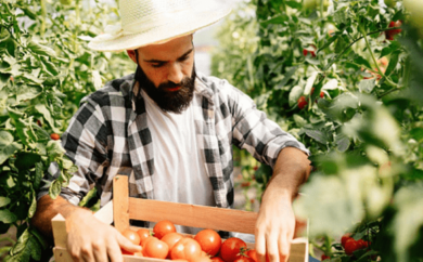 Man in a garden with tomatoes